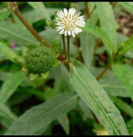 False Daisy, Cỏ mực, Eclipta Alba Prostra Med Seeds for Planting,, Yerba DE TAJO – Heirloom, Non-GMO seeds for planting in home garden – heirloom, non-GMO variety