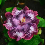 Silver Pink Purple Hibiscus Seeds for Planting Flowers Flower Seed Perennial Bloom – Heirloom, Non-GMO seeds for planting in home garden – heirloom, non-GMO variety