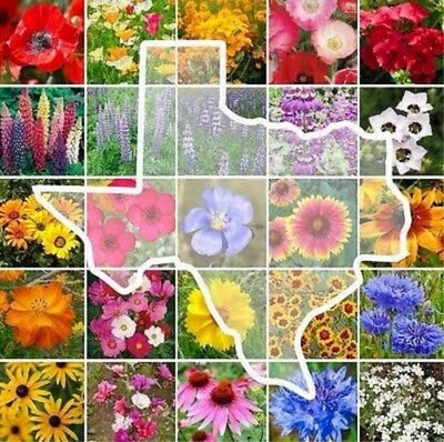 Texas Wildflower Seed Mix- Perennials & Annuals Non-GMO USA Fast Free Ship â€“ Heirloom seeds for planting in home garden â€“ heirloom, non-GMO variety