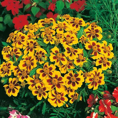 Dainty Marietta Dwarf Marigold Seeds for Planting Heirloom Non-GMO , Easy to Grow, Annual Blooms seeds for planting in home garden – heirloom, non-GMO variety