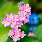 Forget Me Nots ROSE Perennial Flowers Ground Cover Border Non-GMO – Heirloom seeds for planting in home garden – heirloom, non-GMO variety