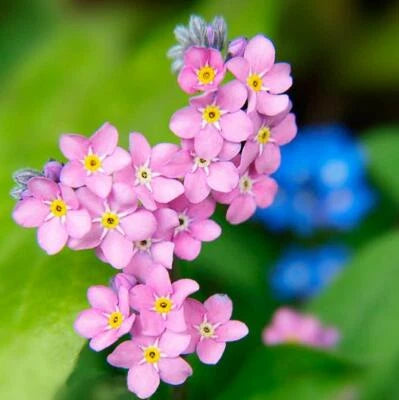 Forget Me Nots ROSE Perennial Flowers Ground Cover Border Non-GMO – Heirloom seeds for planting in home garden – heirloom, non-GMO variety