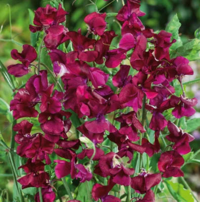 Sweet Pea ROYAL MAROON Fragrant Climbing Vine Red Flowers Non-GMO â€“ Heirloom, Fragrant, Climbing Annual seeds for planting in home garden â€“ heirloom, non-GMO variety