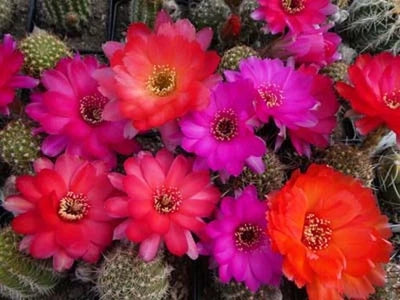 Chamaelobivia (Peanut Cactus) Rainbow Giant Cactus Seeds for Planting – Heirloom, Non-GMO, Fragrant, Climbing Annual seeds for planting in home garden – heirloom, non-GMO variety