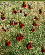 Coneflower DWARF RED Pollinators Meadow Wildflower Non-GMO Perennial â€“ Heirloom, Perennial, Pollinator-Friendly seeds for planting in home garden â€“ heirloom, non-GMO variety