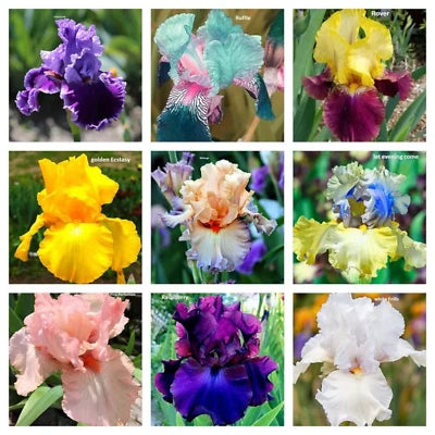 Mixed Color Rare Iris Flower Seeds for Planting Perennial, Iris for Autumn Blooms â€“ Heirloom, Non-GMO seeds for planting in home garden â€“ heirloom, non-GMO variety