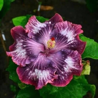 Silver Pink Purple Hibiscus Seeds for Planting Flowers Flower Seed Perennial Bloom â€“ Heirloom, Non-GMO seeds for planting in home garden â€“ heirloom, non-GMO variety