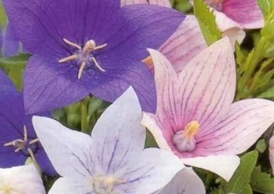 Popper Balloon Party Perennial Star Shaped Flower White Blue & Rare Pink – Heirloom, Non-GMO seeds for planting in home garden – heirloom, non-GMO variety
