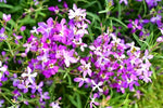 Evening Scented (Night) Stock Matthiola Flower Seeds for Planting BULK, Lilac-Pink Mix â€“ Heirloom, Non-GMO seeds for planting in home garden â€“ heirloom, non-GMO variety