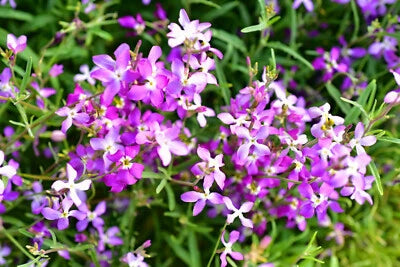 Evening Scented (Night) Stock Matthiola Flower Seeds for Planting BULK, Lilac-Pink Mix â€“ Heirloom, Non-GMO seeds for planting in home garden â€“ heirloom, non-GMO variety