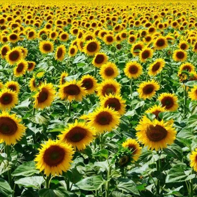 Mammoth Grey Stripe Sunflower Seeds for Planting, Helianthus annuus, NON-GMO Heirloom seeds for planting in home garden – heirloom, non-GMO variety