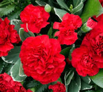 Carnation ETINCELLANT RED Pollinators Fragrant Cut Flowers Non-GMO â€“ Heirloom seeds for planting in home garden â€“ heirloom, non-GMO variety