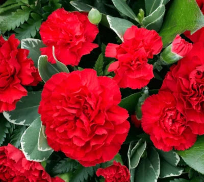 Carnation ETINCELLANT RED Pollinators Fragrant Cut Flowers Non-GMO â€“ Heirloom seeds for planting in home garden â€“ heirloom, non-GMO variety
