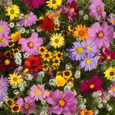 All Annual Wildflower Seed Mix, Full Sun Annual Flowers Heirloom, Non-GMO seeds for planting in home garden â€“ heirloom, non-GMO variety