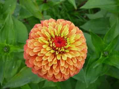 Zinnia Seeds for Planting Queeny Lime Orange Cut Flower – Heirloom, Non-GMO, Easy to Grow, Annual Blooms seeds for planting in home garden – heirloom, non-GMO variety