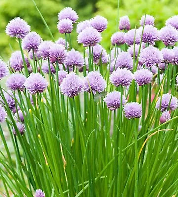 Onion Chives Seeds for Planting NON-GMO Heirloom SEEDS WEDDING FAVORS seeds for planting in home garden – heirloom, non-GMO variety