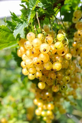 Golden Currant Berry Seeds for Planting (Ribes Aureum) Edible Fruit Bush, Vine FREE SHIPPI â€“ Heirloom, Non-GMO, Edible Flowers and Leaves seeds for planting in home garden â€“ heirloom, non-GMO variety