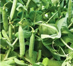 Count Mammoth Sugar Snap Pea - Non-GMO Heirloom, Fragrant, Climbing Annual seeds for planting in home garden – heirloom, non-GMO variety
