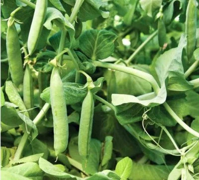 Count Mammoth Sugar Snap Pea - Non-GMO Heirloom, Fragrant, Climbing Annual seeds for planting in home garden – heirloom, non-GMO variety