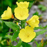 Yellow Common Evening Primrose Seeds for Planting Non-GMO Flower Seeds for Planting Seed Store – Heirloom, Drought-Tolerant, Perennial seeds for planting in home garden – heirloom, non-GMO variety