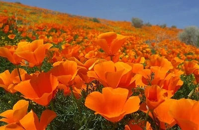 Bulk California Poppy Seeds for Planting Eschscholzia californica Stunning Orange Wildflower – Heirloom, Non-GMO seeds for planting in home garden – heirloom, non-GMO variety