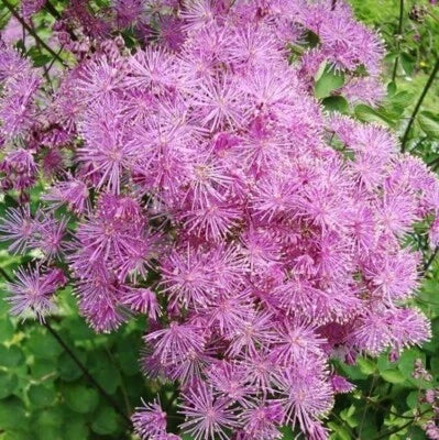 Meadow Shade Rue Perennial Graceful Airy Flowers Olumbines Like Foliage – Heirloom, Non-GMO seeds for planting in home garden – heirloom, non-GMO variety