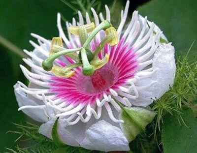 Passiflora foetida – Heirloom, Non-GMO seeds for planting in home garden – heirloom, non-GMO variety