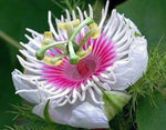 Passiflora foetida – Heirloom, Non-GMO seeds for planting in home garden – heirloom, non-GMO variety