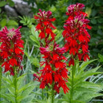 Cardinal Flower Seeds for Planting Lobelia Cardinalis Hummingbird Red Flowers â€“ Heirloom, Non-GMO seeds for planting in home garden â€“ heirloom, non-GMO variety