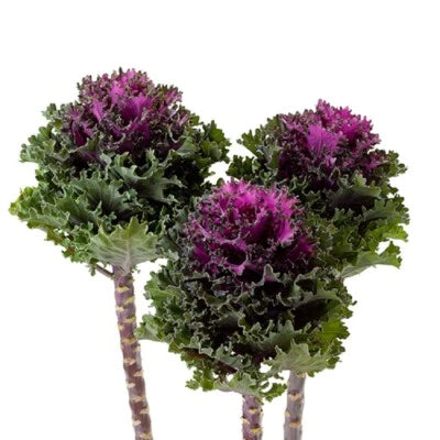 Flowering Kale Seeds for Planting Flowering Kale Empire Katya F1 Hybrid – Heirloom, Non-GMO seeds for planting in home garden – heirloom, non-GMO variety