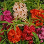Tom Thumb Impatiens Seeds for Planting Flower Seeds for Planting extra dwarf Busy Lizzie Flower – Heirloom, Non-GMO, Easy to Grow, Annual Blooms seeds for planting in home garden – heirloom, non-GMO variety