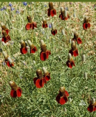 Coneflower DWARF RED Pollinators Meadow Wildflower Non-GMO Perennial – Heirloom, Perennial, Pollinator-Friendly seeds for planting in home garden – heirloom, non-GMO variety