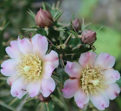 Cylindropuntia Kleiniae Var Santa Rosa Pale Pinkish Rose Cream Colored Flower's – Heirloom, Non-GMO seeds for planting in home garden – heirloom, non-GMO variety