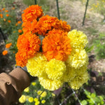 African Marigold Seeds for Planting Crackerjack - Beautiful Orange and Yellow Blooms â€“ Heirloom, Non-GMO, Easy to Grow, Annual Blooms seeds for planting in home garden â€“ heirloom, non-GMO variety
