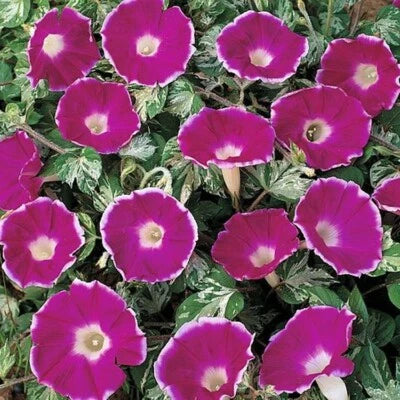 Ivy Elegance Cameo Glory Glories Are One Of The Best Flowers To Decorate – Heirloom, Non-GMO seeds for planting in home garden – heirloom, non-GMO variety