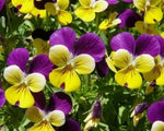 Viola Perennial Plant Johnny Jump Up , mg – Heirloom, Non-GMO seeds for planting in home garden – heirloom, non-GMO variety