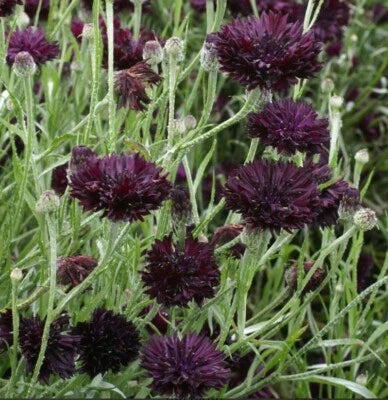 Cornflower Bachelor Button BLACK BALL Purple Cut Flowers USA Non-GMO â€“ Heirloom seeds for planting in home garden â€“ heirloom, non-GMO variety