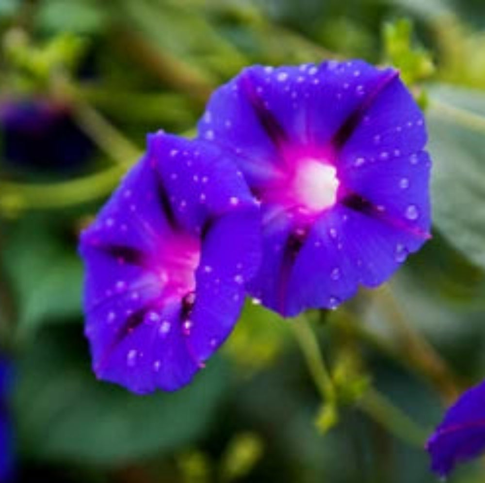 Seeds for Planting Puprle Grandpa Ott Morning Glory Seeds for Planting Seeds for Planting F016 – Heirloom, Non-GMO seeds for planting in home garden – heirloom, non-GMO variety
