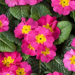 Primula Seeds for Planting Primula Optic Rose Primrose Seeds for Planting – Heirloom, Non-GMO, Drought-Tolerant, Perennial seeds for planting in home garden – heirloom, non-GMO variety