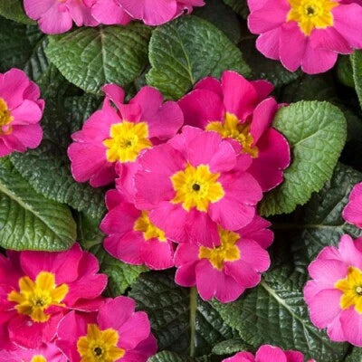 Primula Seeds for Planting Primula Optic Rose Primrose Seeds for Planting – Heirloom, Non-GMO, Drought-Tolerant, Perennial seeds for planting in home garden – heirloom, non-GMO variety