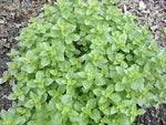 OREGANO, ITALIAN, HERB SEED, HEIRLOOM, SEEDS, HEALTHY N TASTY HERB, Non-GMO seeds for planting in home garden – heirloom, non-GMO variety