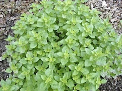 OREGANO, ITALIAN, HERB SEED, HEIRLOOM, SEEDS, HEALTHY N TASTY HERB, Non-GMO seeds for planting in home garden – heirloom, non-GMO variety