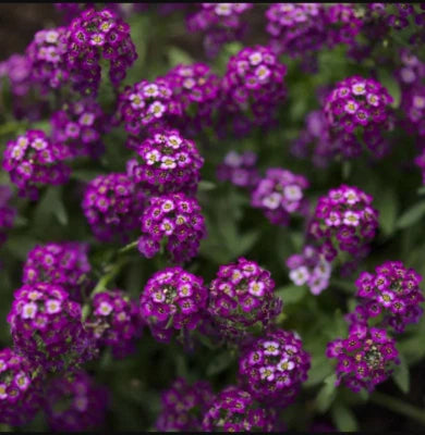 Alyssum ORIENTAL NIGHTS Dark Purple Groundcover Bees Fragrant Non-GMO â€“ Heirloom seeds for planting in home garden â€“ heirloom, non-GMO variety