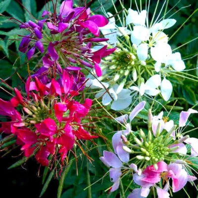 Mixed Colors Cleome Seeds for Planting Non-GMO Seed Store – Heirloom seeds for planting in home garden – heirloom, non-GMO variety