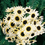 Sunflower ITALIAN WHITE Cut flowers Pollinators Bees Non-GMO â€“ Heirloom seeds for planting in home garden â€“ heirloom, non-GMO variety