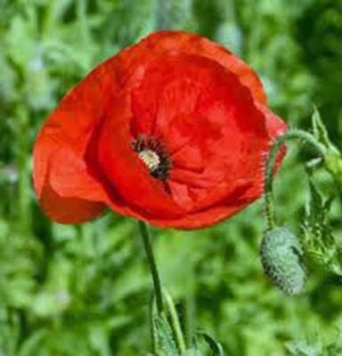 POPPY, FLANDERS, , STUNNING BRIGHT RED FLOWER, GREAT POPPIES – Heirloom, Non-GMO seeds for planting in home garden – heirloom, non-GMO variety