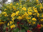 Cassia bicapsularis WINTER CASSIA Yellow flowers SEEDS – Heirloom, Non-GMO seeds for planting in home garden – heirloom, non-GMO variety