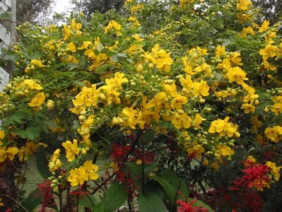 Cassia bicapsularis WINTER CASSIA Yellow flowers SEEDS – Heirloom, Non-GMO seeds for planting in home garden – heirloom, non-GMO variety