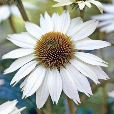 White Swan Coneflower Seeds for Planting Non-GMO Seed Store – Heirloom, Perennial, Pollinator-Friendly seeds for planting in home garden – heirloom, non-GMO variety