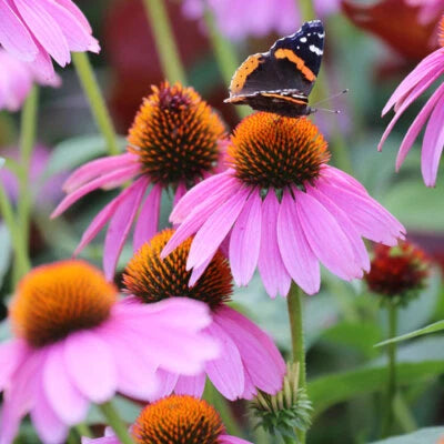 Purple Coneflower Seeds for Planting Non-GMO Seed Store – Heirloom, Perennial, Pollinator-Friendly seeds for planting in home garden – heirloom, non-GMO variety